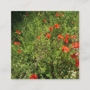 Tarjeta De Visita Cuadrada Jardín de flores silvestres de amapola roja Foto D