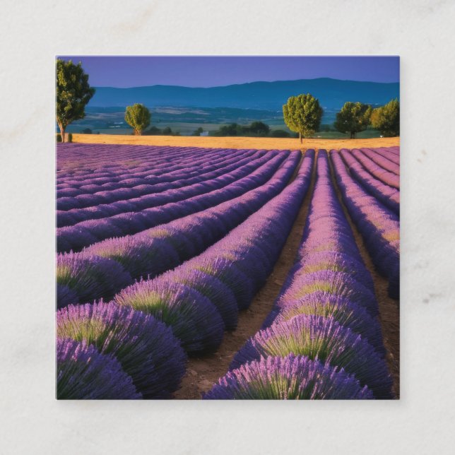 Tarjeta De Visita Cuadrada Naturaleza de Lavanda Paisaje al aire libre Tranqu (Anverso)
