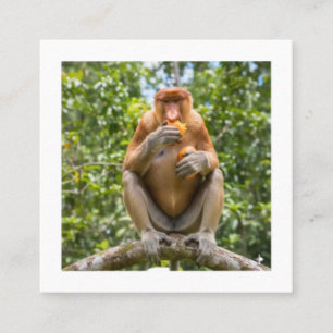 Tarjeta De Visita Cuadrada Pegatina de mono probóscide único de la fauna de B