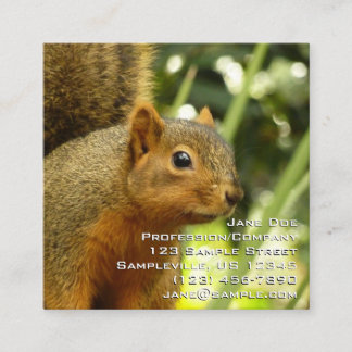 Tarjeta De Visita Cuadrada Retrato de una fotografía animal de la naturaleza 