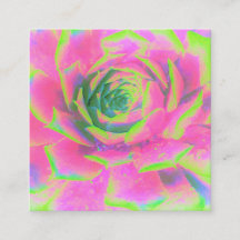 Suculento rosette de sedum verde limón y rosa