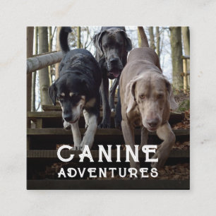 Tarjeta De Visita Cuadrada Tarjeta De Negocio Cuadrada De Adventures Y Dog Ad