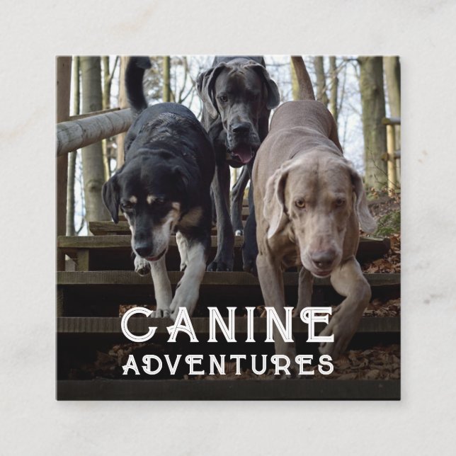 Tarjeta De Visita Cuadrada Tarjeta De Negocio Cuadrada De Adventures Y Dog Ad (Anverso)