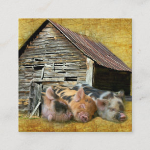 Tarjeta De Visita Cuadrada Tres Cerditos En El Rústico Barn Snoozing