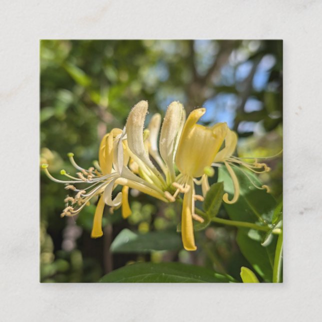 Tarjeta De Visita Cuadrada Yellow Macro Honeysuckle (Anverso)