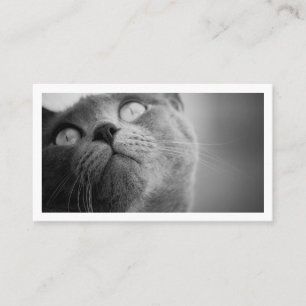 Tarjeta De Visita Cuidador de Mascotas Simple Moderno