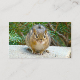 Tarjeta De Visita Cute Chipmunk Tiene La Vista En Ti