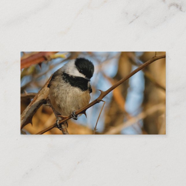 Tarjeta De Visita Cute esperanzador Songbird de pollo con gorro negr (Anverso)