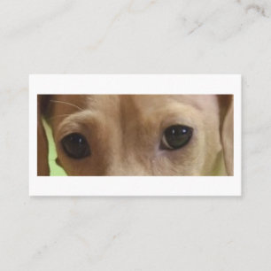 Tarjeta De Visita Dachshund Eyes Cream