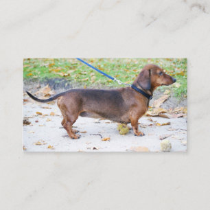 Tarjeta De Visita dachshund jabalí lleno