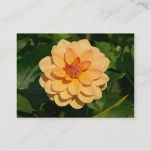 Tarjeta De Visita Dahlia 'David Howard