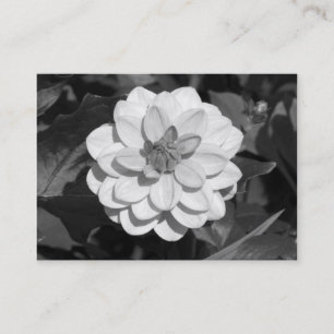 Tarjeta De Visita Dahlia 'David Howard' B&W