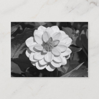 Tarjeta De Visita Dahlia 'David Howard' B&W