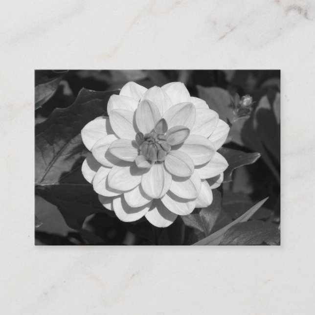 Tarjeta De Visita Dahlia 'David Howard' B&W (Anverso)