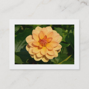 Tarjeta De Visita Dahlia 'David Howard' (bordeada)