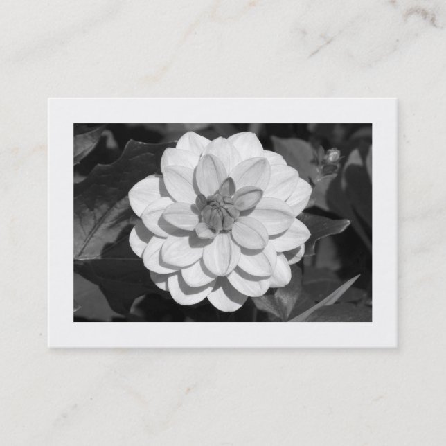Tarjeta De Visita Dahlia 'David Howard' (bordeada) (Anverso)