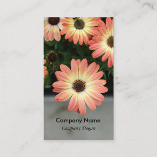 Tarjeta De Visita Daisias africanas de color rosa