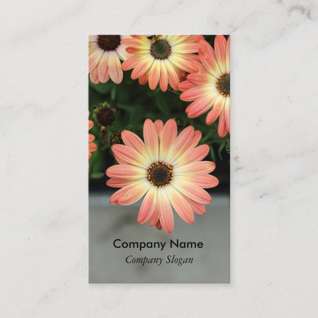 Tarjeta De Visita Daisias africanas de color rosa (Anverso)
