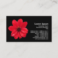 Dalia en la lluvia - negro