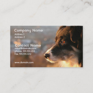 Tarjeta de visita de la foto del border collie