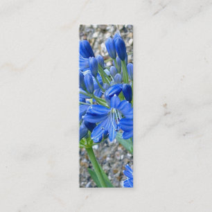 Tarjeta de visita de la señal del Agapanthus