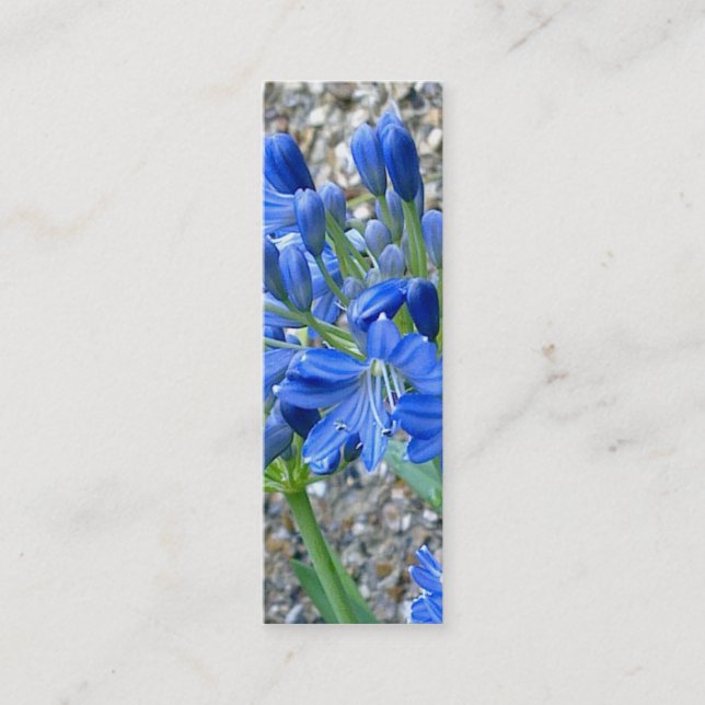 Tarjeta de visita de la señal del Agapanthus (Anverso)
