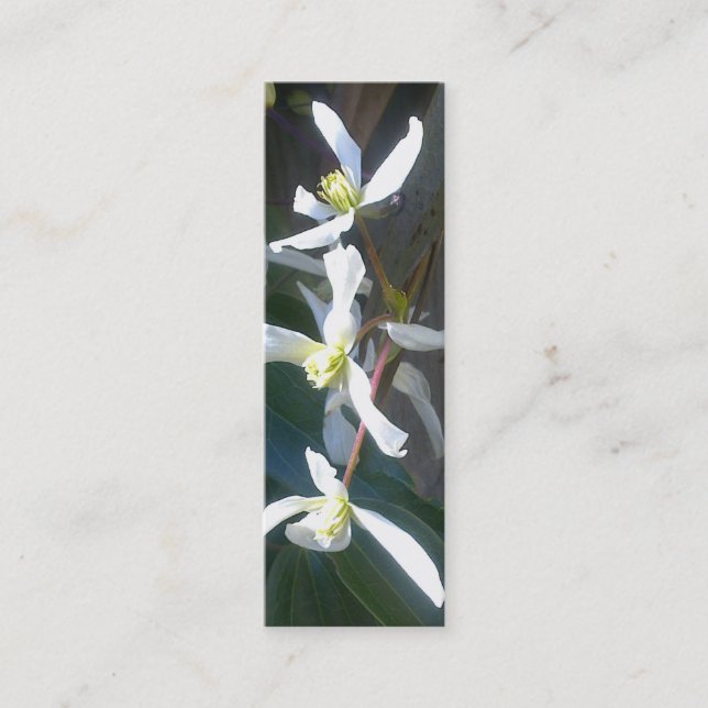 Tarjeta de visita de la señal del flor de Armandii (Anverso)