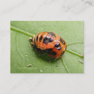 Tarjeta De Visita ~ del calendario de las crisálidas de la mariquita