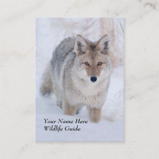 Tarjeta de visita del coyote de la guía de la