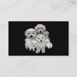 Tarjeta de visita del criador de Bichon Frise