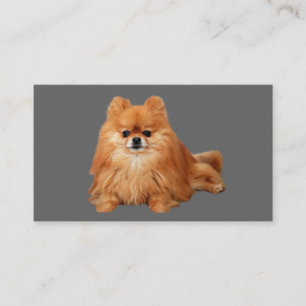 Tarjeta de visita del criador de Pomeranian