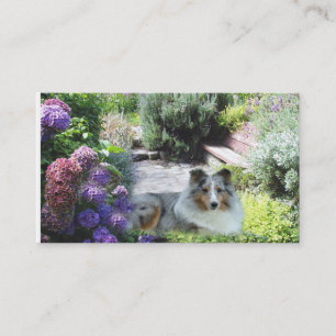 Tarjeta de visita del criador de Sheltie