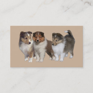 Tarjeta de visita del criador de Sheltie
