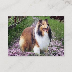Tarjeta de visita del criador de Sheltie