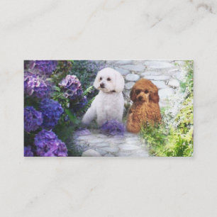Tarjeta de visita del criador del caniche