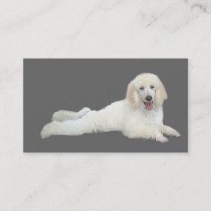 Tarjeta de visita del criador del caniche