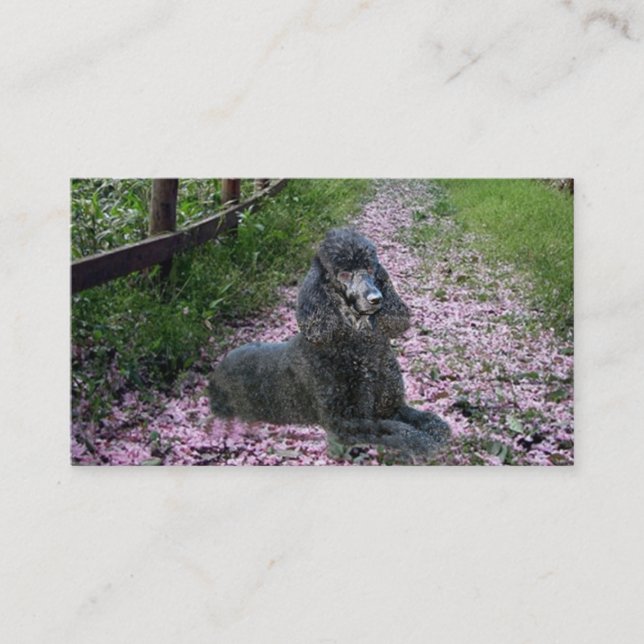 Tarjeta de visita del criador del caniche (Anverso)