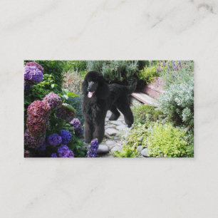 Tarjeta de visita del criador del caniche