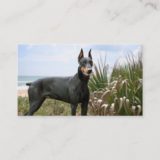 Tarjeta de visita del criador del Pinscher del (Anverso)