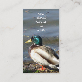 Tarjeta de visita del pato del pato silvestre