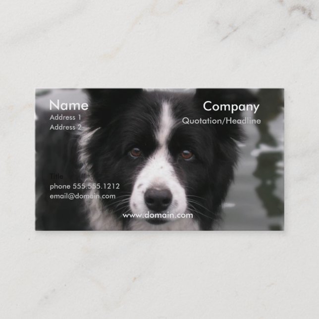 Tarjeta de visita del perro del border collie (Anverso)