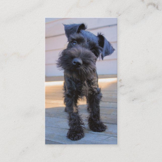 Tarjeta de visita del Schnauzer miniatura - #3 (Anverso)