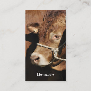 Tarjeta de visita del toro de Lemosín