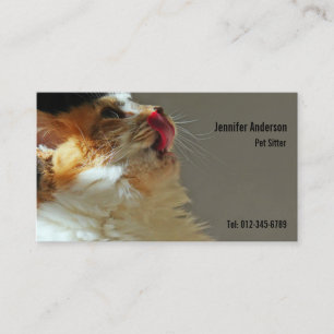 Tarjeta De Visita Dulce gato Sammi encantadora foto linda