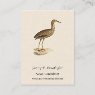 Tarjeta De Visita El pájaro Bittern estadounidense (Botaurus lentigi
