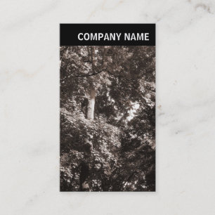 Tarjeta De Visita Encabezado V - Imagen - Árboles de avión