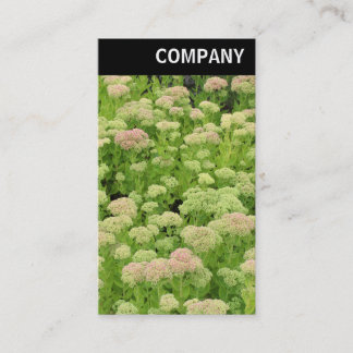 Tarjeta De Visita Encabezado V - Sedum (Alegría de otoño)