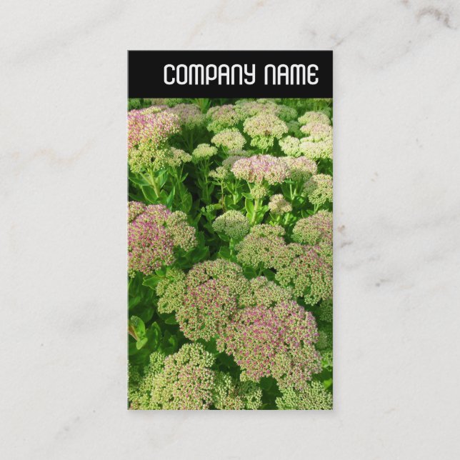 Tarjeta De Visita Encabezado V - Sedum "Alegría de otoño" (Anverso)