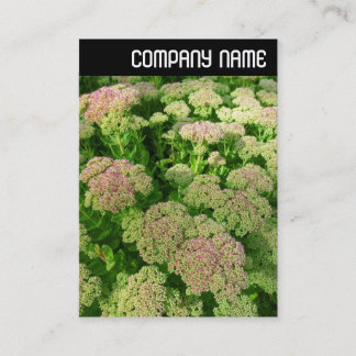 Tarjeta De Visita Encabezado V - Sedum "Alegría de otoño"