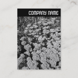 Tarjeta De Visita Encabezado V - Sedum "Alegría de otoño"